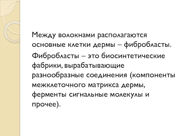 Между волокнами располагаются основные клетки дермы – фибробласты. Фибробласты – это биосинтетические