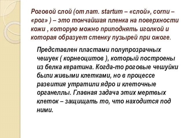 Роговой слой (от лат. startum – «слой», cornu – «рог» ) –