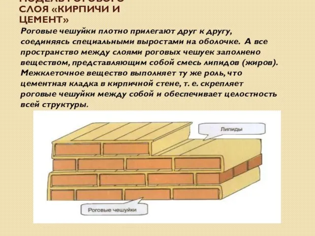 МОДЕЛЬ РОГОВОГО СЛОЯ «КИРПИЧИ И ЦЕМЕНТ» Роговые чешуйки плотно прилегают друг к