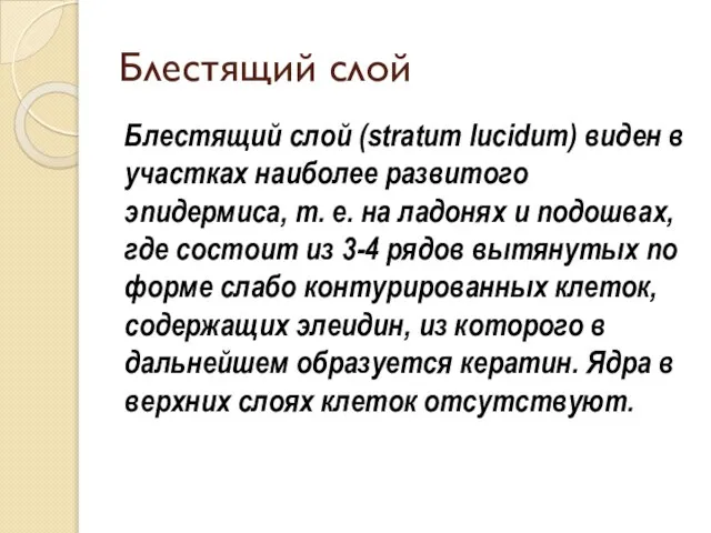 Блестящий слой Блестящий слой (stratum lucidum) виден в участках наиболее развитого эпидермиса,