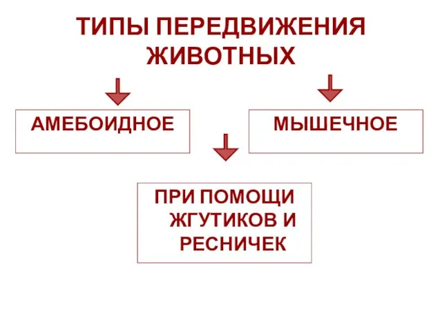 ТИПЫ ПЕРЕДВИЖЕНИЯ ЖИВОТНЫХ АМЕБОИДНОЕ МЫШЕЧНОЕ ПРИ ПОМОЩИ ЖГУТИКОВ И РЕСНИЧЕК