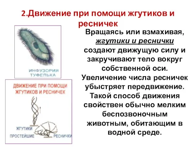 2.Движение при помощи жгутиков и ресничек Вращаясь или взмахивая, жгутики и реснички