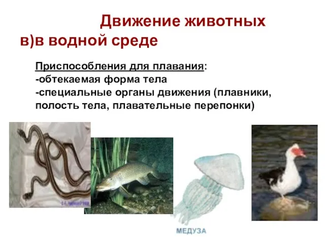 Движение животных в)в водной среде Приспособления для плавания: -обтекаемая форма тела -специальные