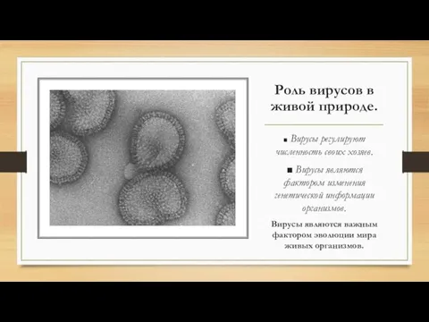 Роль вирусов в живой природе. ■ Вирусы регулируют численность своих хозяев. ■