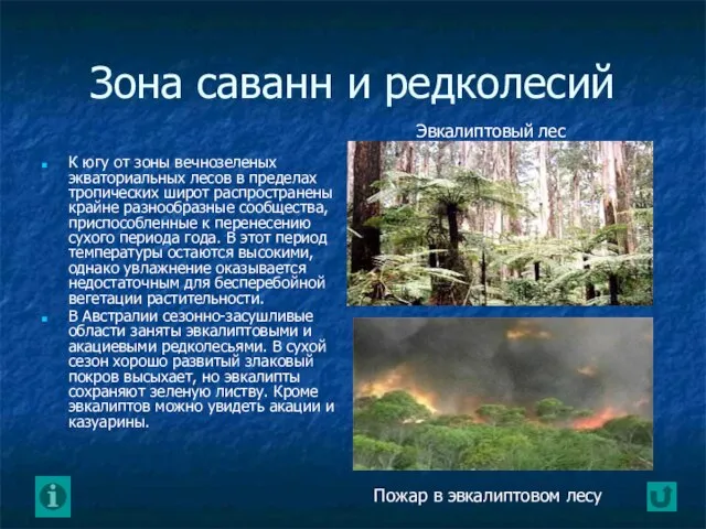 Зона саванн и редколесий К югу от зоны вечнозеленых экваториальных лесов в