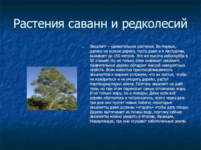 Растения саванн и редколесий Эвкалипт – удивительное растение. Во-первых, далеко не всякое