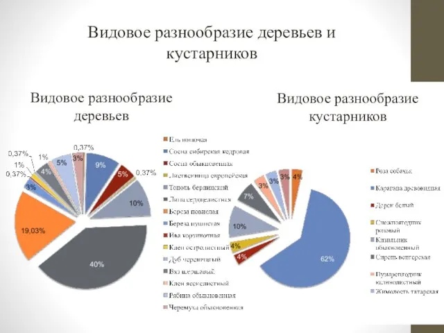 Видовое разнообразие деревьев и кустарников Видовое разнообразие кустарников Видовое разнообразие деревьев