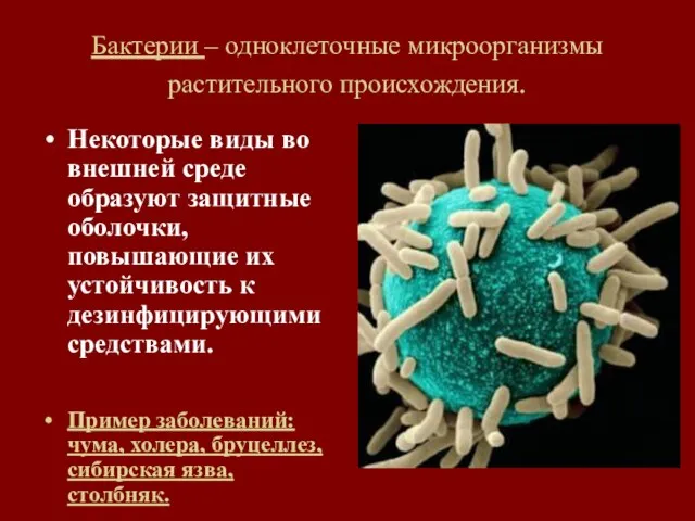 Бактерии – одноклеточные микроорганизмы растительного происхождения. Некоторые виды во внешней среде образуют