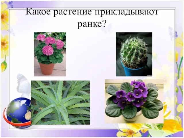 Какое растение прикладывают ранке?