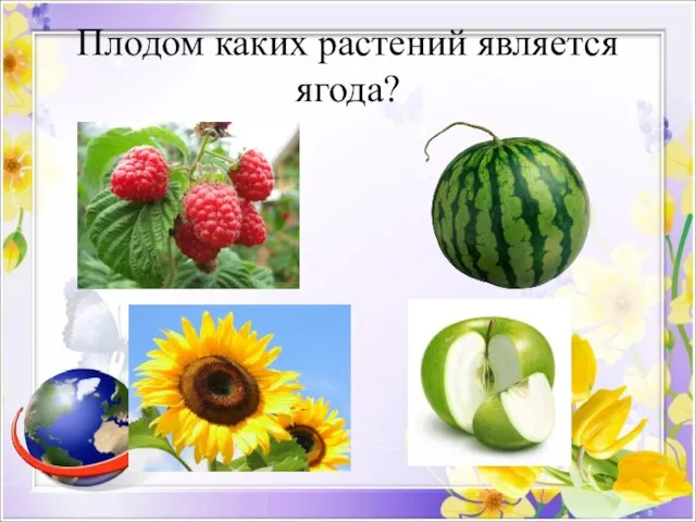 Плодом каких растений является ягода?
