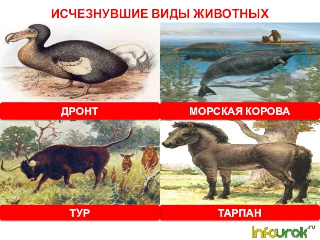 ИСЧЕЗНУВШИЕ ВИДЫ ЖИВОТНЫХ ДРОНТ МОРСКАЯ КОРОВА ТАРПАН ТУР