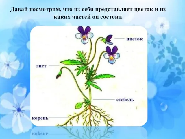 Давай посмотрим, что из себя представляет цветок и из каких частей он состоит.