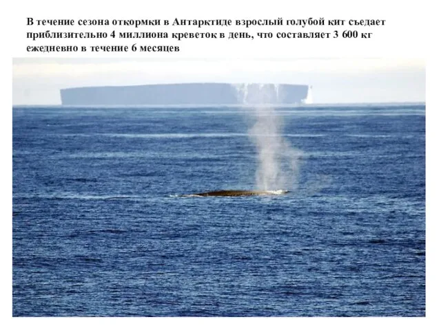 В течение сезона откормки в Антарктиде взрослый голубой кит съедает приблизительно 4