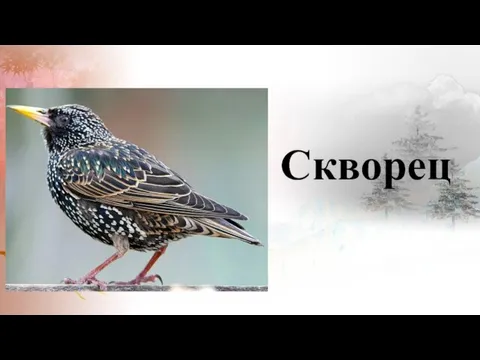 Скворец