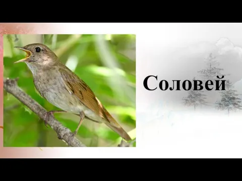 Соловей