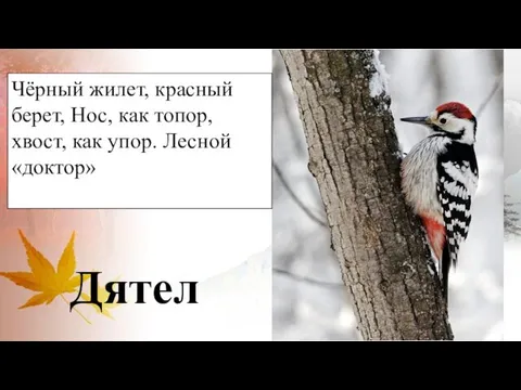 Дятел Чёрный жилет, красный берет, Нос, как топор, хвост, как упор. Лесной «доктор»