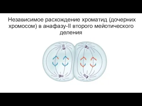 Независимое расхождение хроматид (дочерних хромосом) в анафазу-ІІ второго мейотического деления