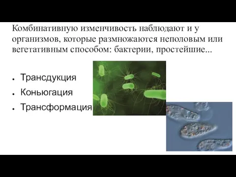 Комбинативную изменчивость наблюдают и у организмов, которые размножаются неполовым или вегетативным способом: