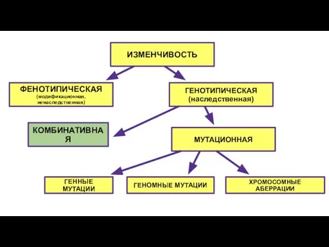 ИЗМЕНЧИВОСТЬ ФЕНОТИПИЧЕСКАЯ (модификационная, ненаследственная) КОМБИНАТИВНАЯ ГЕНОТИПИЧЕСКАЯ (наследственная) МУТАЦИОННАЯ ГЕННЫЕ МУТАЦИИ ГЕНОМНЫЕ МУТАЦИИ ХРОМОСОМНЫЕ АБЕРРАЦИИ