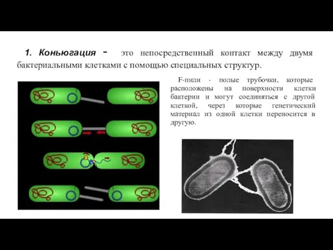 1. Коньюгация - это непосредственный контакт между двумя бактериальными клетками с помощью