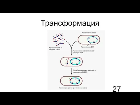 Трансформация