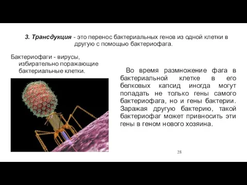 3. Трансдукция - это перенос бактериальных генов из одной клетки в другую