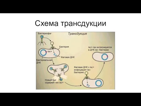 Схема трансдукции