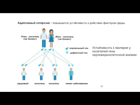 Адаптивный гетерозис - повышается устойчивость к действию факторов среды. Устойчивость к малярии