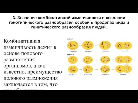 3. Значение комбинативной изменчивости в создании генотипического разнообразия особей в пределах вида