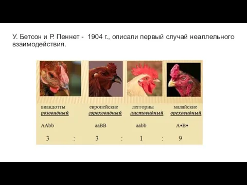 У. Бетсон и Р. Пеннет - 1904 г., описали первый случай неаллельного взаимодействия.