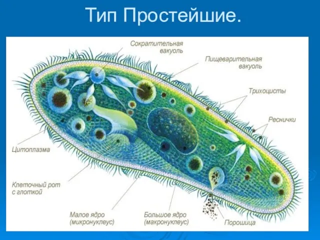 Тип Простейшие.