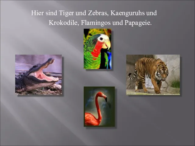 Hier sind Tiger und Zebras, Kaenguruhs und Krokodile, Flamingos und Papageie.