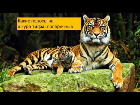 Какие полосы на шкуре тигра: поперечные или продольные?