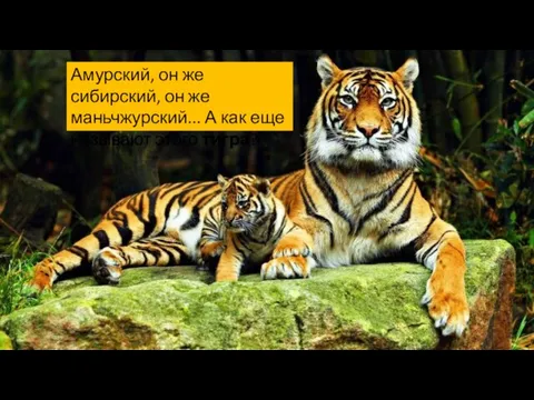 Амурский, он же сибирский, он же маньчжурский... А как еще называют этого тигра?