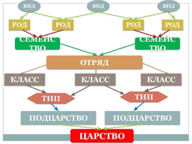 ВИД ОТРЯД КЛАСС КЛАСС КЛАСС ТИП ТИП ПОДЦАРСТВО ПОДЦАРСТВО ЦАРСТВО ВИД ВИД