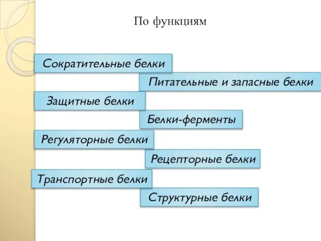 По функциям Структурные белки Питательные и запасные белки Сократительные белки Транспортные белки