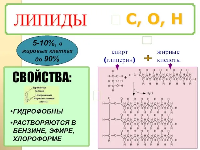 ? С, О, Н спирт (глицерин) жирные кислоты + ГИДРОФОБНЫ РАСТВОРЯЮТСЯ В