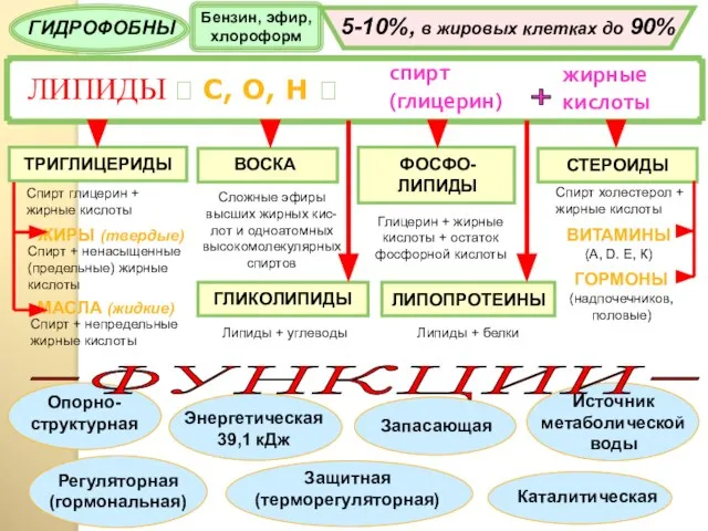 ЛИПИДЫ ? С, О, Н ? спирт (глицерин) жирные кислоты + ГИДРОФОБНЫ