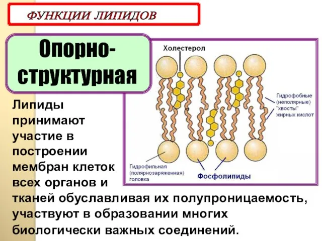 Опорно-структурная ФУНКЦИИ ЛИПИДОВ Липиды принимают участие в построении мембран клеток всех органов