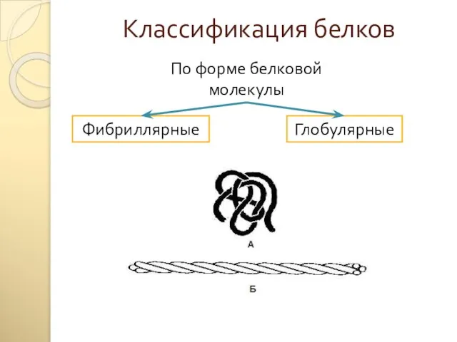 Классификация белков По форме белковой молекулы Фибриллярные Глобулярные