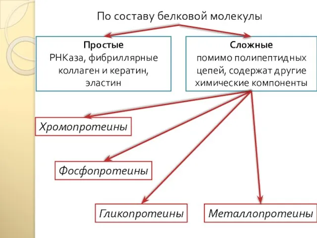 По составу белковой молекулы Простые РНКаза, фибриллярные коллаген и кератин, эластин Сложные