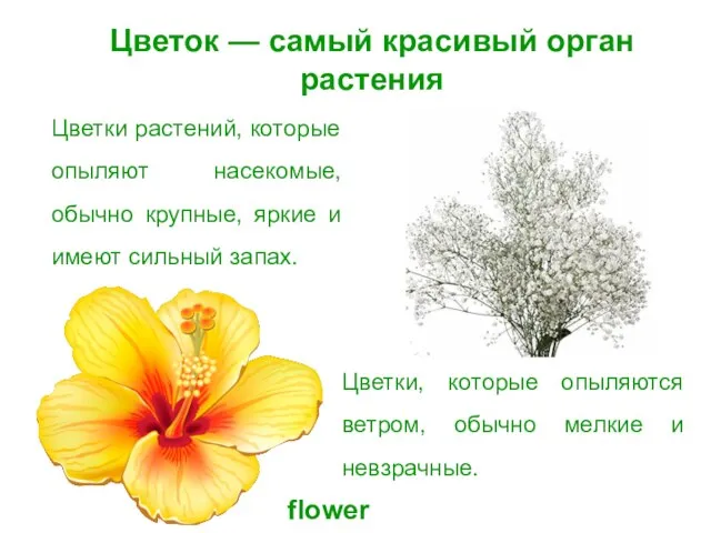 Цветок — самый красивый орган растения Цветки растений, которые опыляют насекомые, обычно