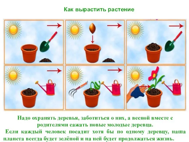 Как вырастить растение Деревья растут медленно, поэтому их нужно беречь. Надо охранять