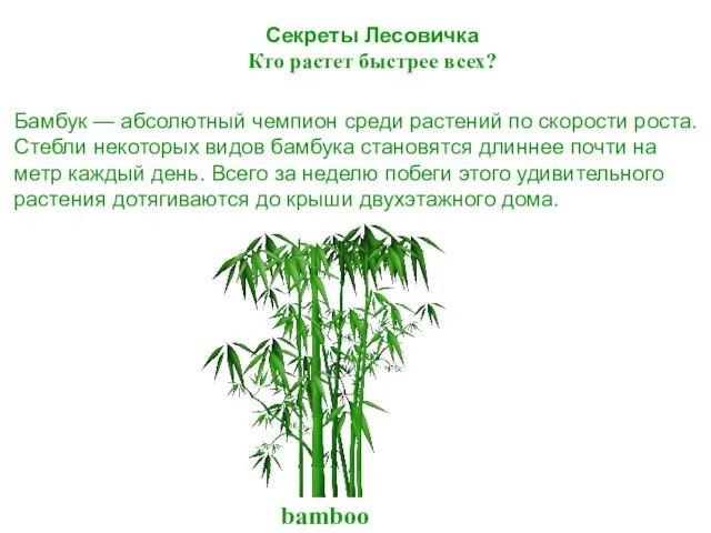 Секреты Лесовичка Кто растет быстрее всех? Бамбук — абсолютный чемпион среди растений