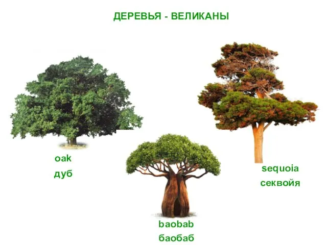 ДЕРЕВЬЯ - ВЕЛИКАНЫ oak sequoia baobab дуб баобаб секвойя