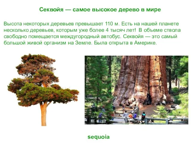 Секвойя — самое высокое дерево в мире sequoia Высота некоторых деревьев превышает