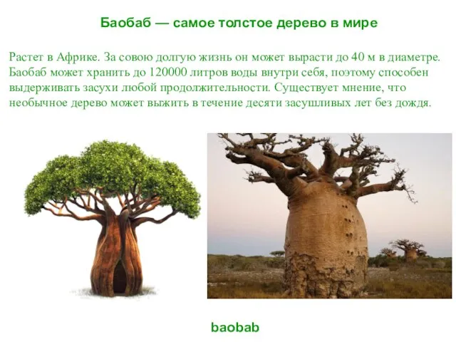 Баобаб — самое толстое дерево в мире baobab Растет в Африке. За