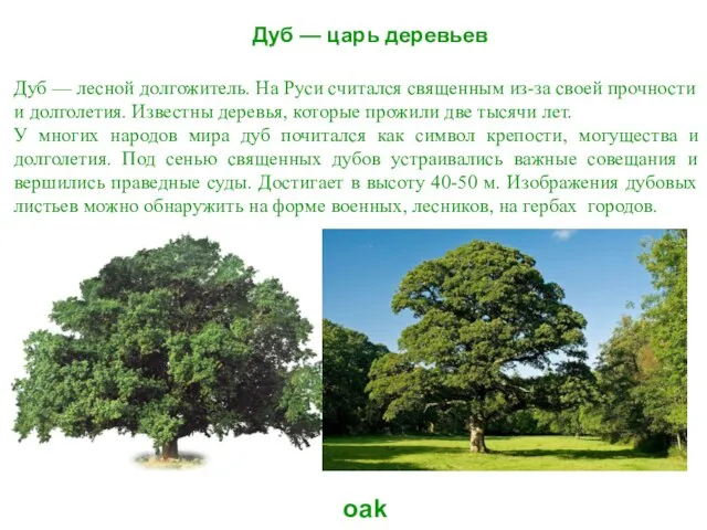 Дуб — царь деревьев oak Дуб — лесной долгожитель. На Руси считался