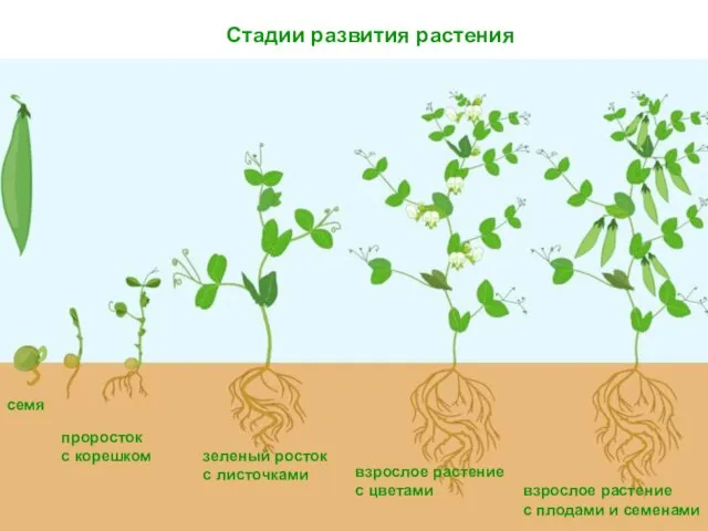 Стадии развития растения семя проросток с корешком зеленый росток с листочками взрослое