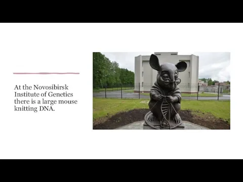 At the Novosibirsk Institute of Genetics there is a large mouse knitting DNA.